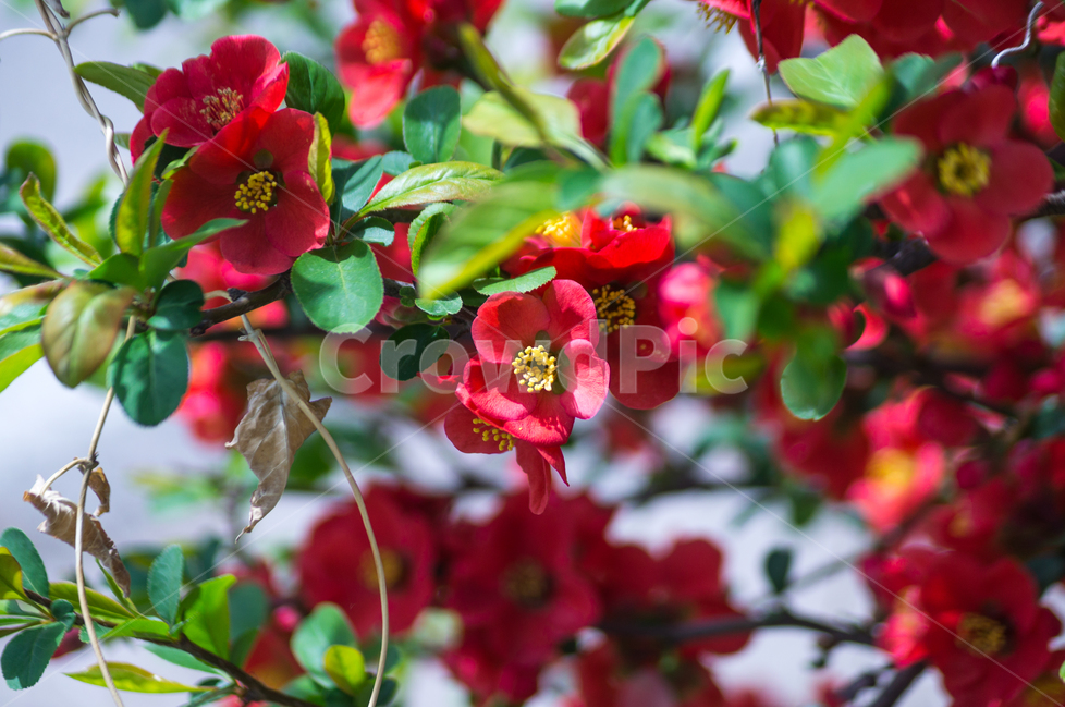 봄,빨간,꽃,spring,flower,red,식물,자연,plants,nature,꽃,flower