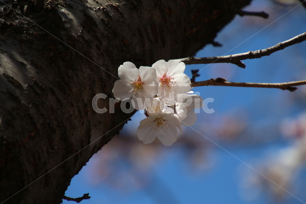 봄,흰색,벗꽃,나무,꽃,봄,계절,spring,season,식물,자연,plants,nature,꽃,flower,plant