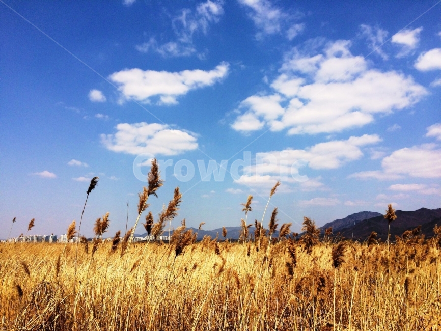 갈대,나들이,구름,평야,가을,가을,계절,fall,autumn,season,자연,풍경,nature,landscape,plant,식물,grass,잔디