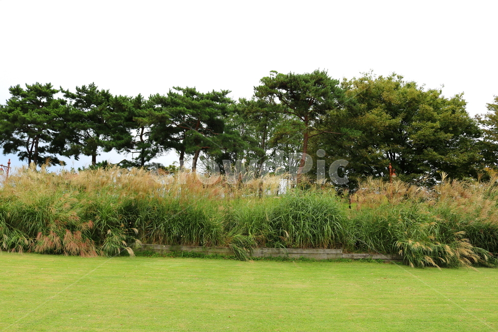 억새,풀,억새풀,식물,자연,벼과,벼과식물,들풀,두영,나무,소나무,잔디,잔디밭,공원,산책길,평화의공원,상암동,식물,자연,plants,nature