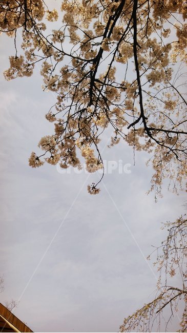 식물,꽃,벚꽃,blossom,flower