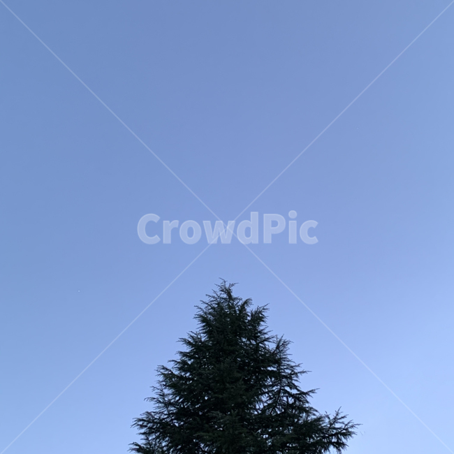 plant,식물,tree,나무,abies,아비,전나무,fir,하늘