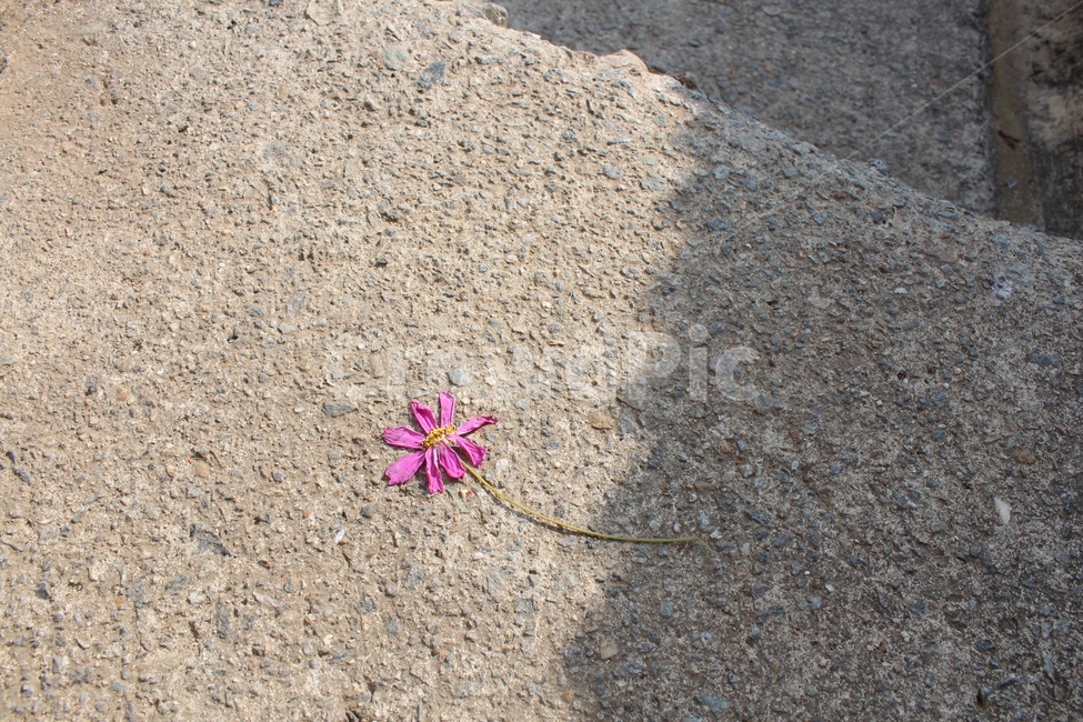 꽃,드라이플라워,계단,압화,꽃한송이,flower,nature,dry,꽃,flower