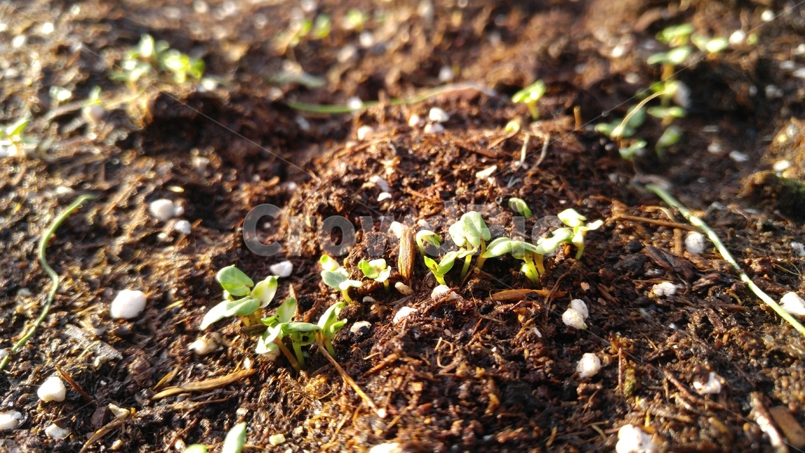 새싹,식물,녹색,연두색,흙,배경,감성,계절,sprout,flants,green,soil,background,emotional,season