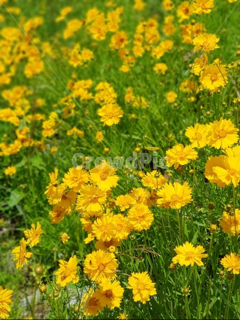 금계국,꽃,노랑,봄,맑음,자연,풍경,5월,봄,계절,spring,season,식물,자연,plants,nature,꽃,flower,plant,grassland,목초지,outdoors,옥외,field,들