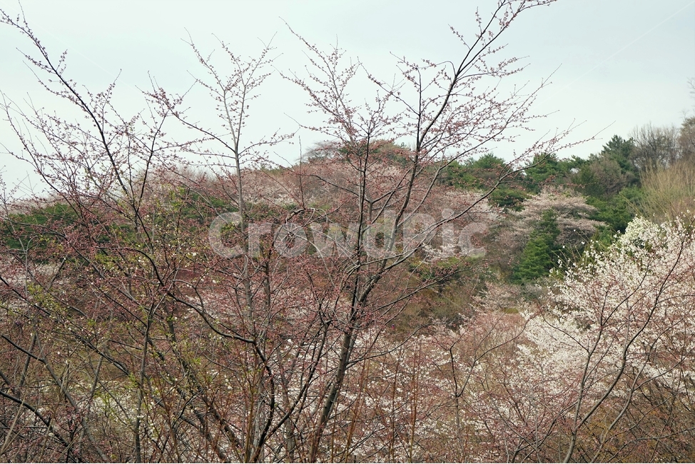 봄,가지,나무,벚나무,벚꽃,cherrytree,blossom,nature,spring,scenery,landscape,봄풍경,봄,계절,spring,season,식물,자연,plants,nature,나무,trees,wood,plant