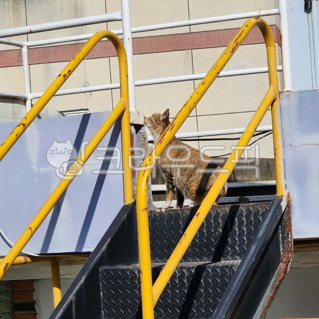 stray cat,cat,animal,Handrail,cat cat