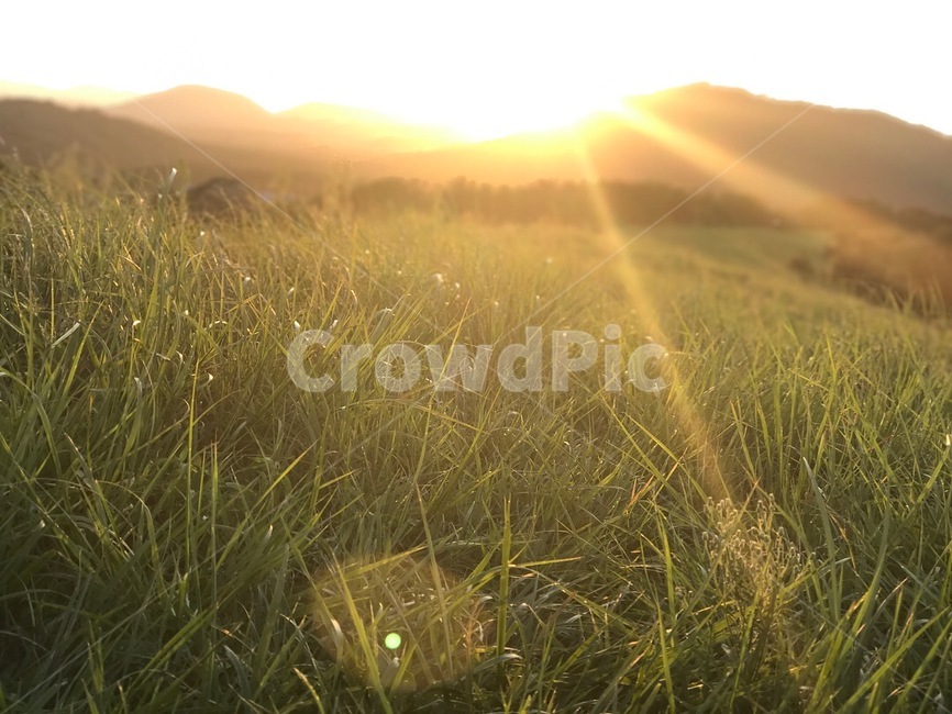 산들산들,상쾌,제주도,풀,햇빛,쨍,아침,오름,들판,해,산,자연,풍경,nature,landscape,휴식,힐링,rest,relaxation,healing,grass,잔디,plant,식물,outdoors,옥외,field,들,sunlight