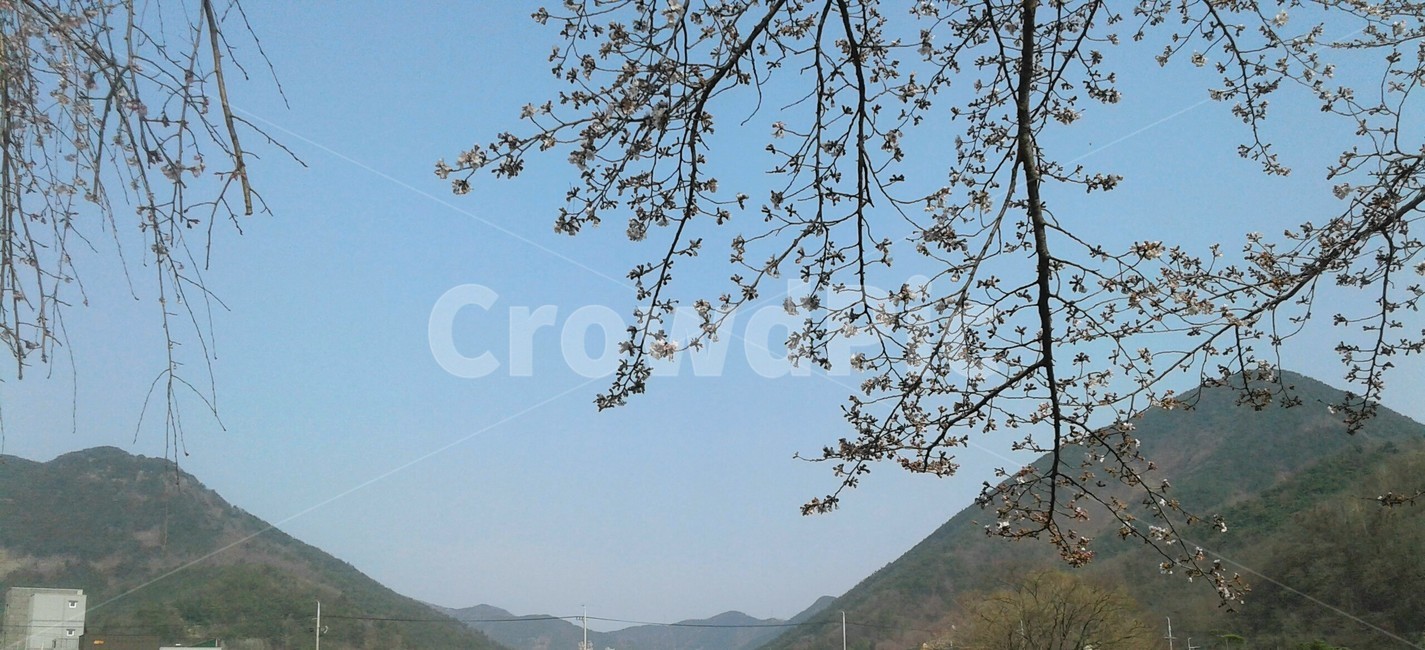 식물,봄,벚꽃,하늘,spring,sky,산,풍경,cherryblossom