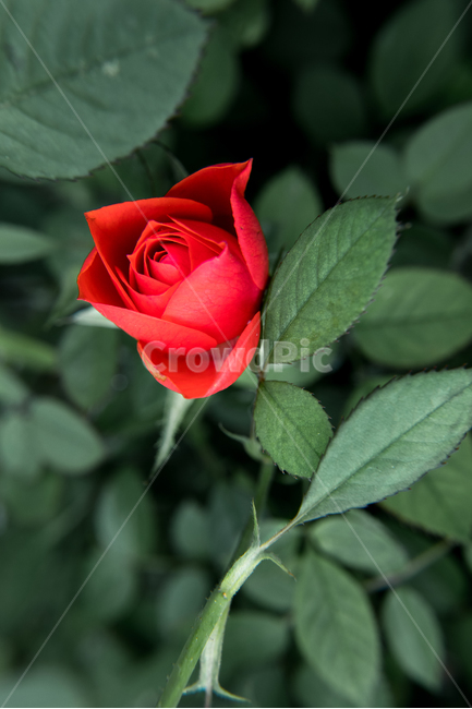 봄,꽃,향기,산책,flower,장미,rose,비,식물,자연,plants,nature,꽃,flower