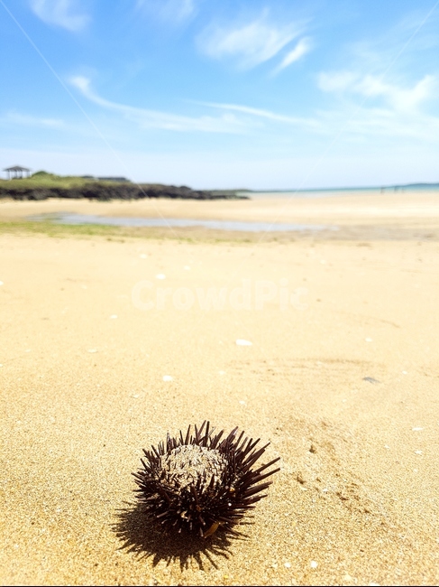 바다,바닷가,모래사장,여름,자연