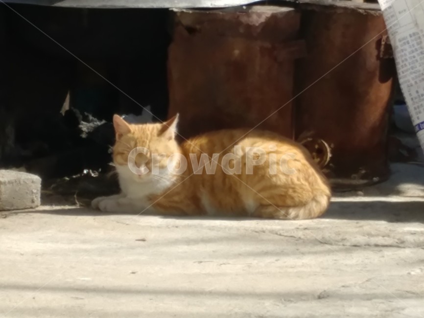 고양이,잠,숙면,동물,갈색고양이