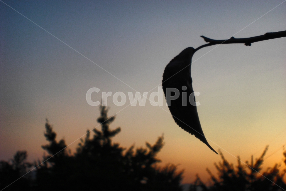 저녁,나뭇잎,노을,자연,풍경,가을,계절,일상,감성,가을,계절,fall,autumn,season,식물,자연,plants,nature,실루엣,그림자,silhouette,shadow