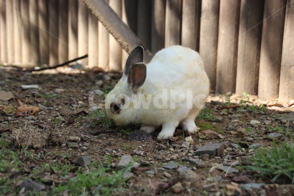 토끼,동물,자연,귀여움,순한,동물,animal,포유류,mammal