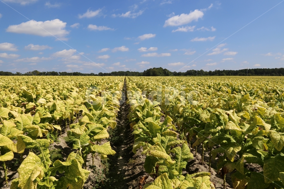 농사,담배,담배밭,담배재배,담배농사,산업,industry,industrial,농업,농사,agriculture,farming,farming industry