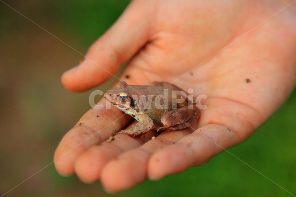 개구리,자연,동물,양서류,토종개구리,동물,animal,파충류,양서류,reptile,amphibian