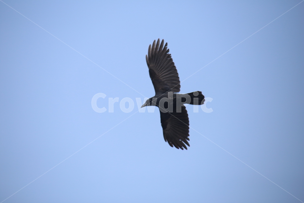 풍경,자연,새,동물,산,동물,animal,조류,새,birds