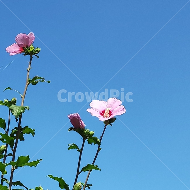 한국,꽃,대한민국,국화,무궁화,하늘,flower,식물,자연,plants,nature,꽃,flower