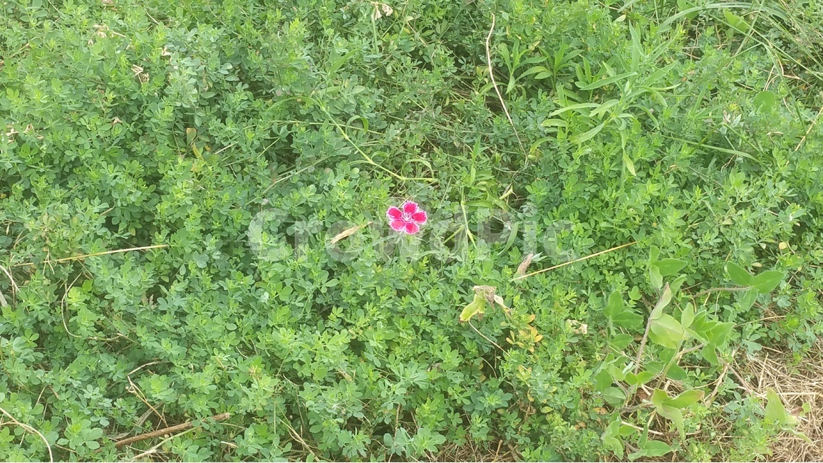 들판,들꽃,들풀,푸른들,꽃,식물,자연,plants,nature,꽃,flower