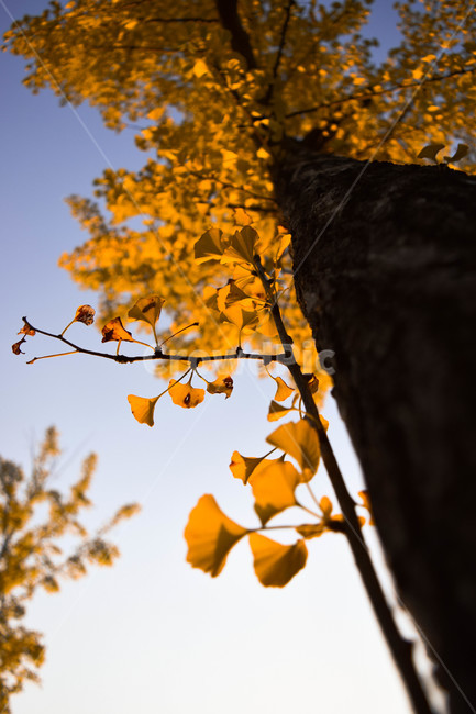 가을,낙엽,배경,풍경,감성,빈티지,가을,계절,fall,autumn,season,식물,자연,plants,nature,나무,trees,wood,leaf,잎,plant,tree