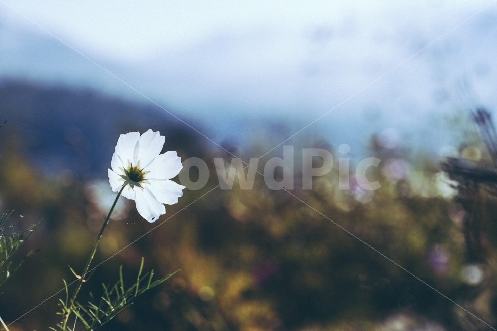 꽃,감성,바탕화면,코스모스,가을,가을,계절,fall,autumn,season,식물,자연,plants,nature,꽃,flower,감성,sensible,feeling,plant