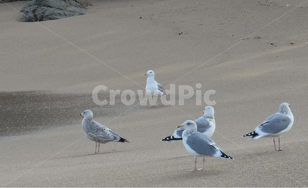 bird,새,animal,갈매기,동물