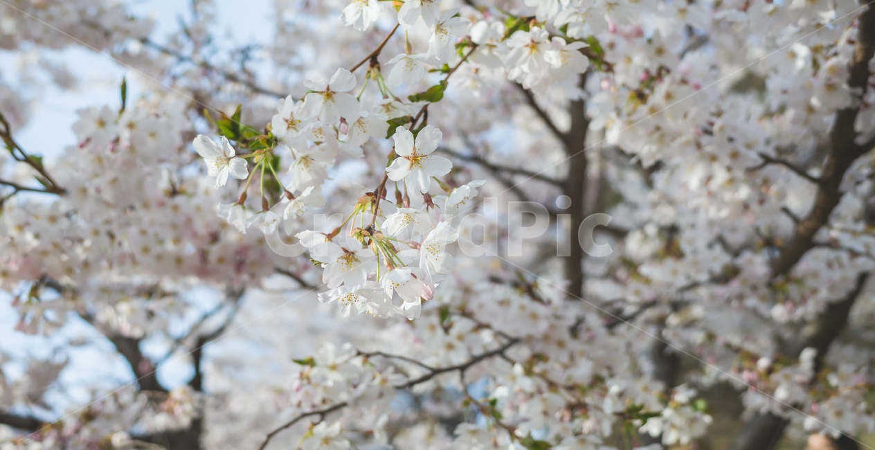 벚꽃,봄,벚꽃축제,벚꽃놀이,벚나무,꽃,계절,4월,자연,식물,나무,아름다운,cherryblossoms,spring,flower,season,april,nature,plant,tree,sensibility,beautiful