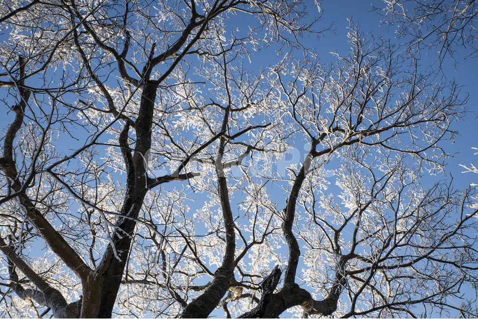 겨울,눈꽃,상고대,태백산,나무,겨울,계절,winter,season,식물,자연,plants,nature,나무,trees,wood
