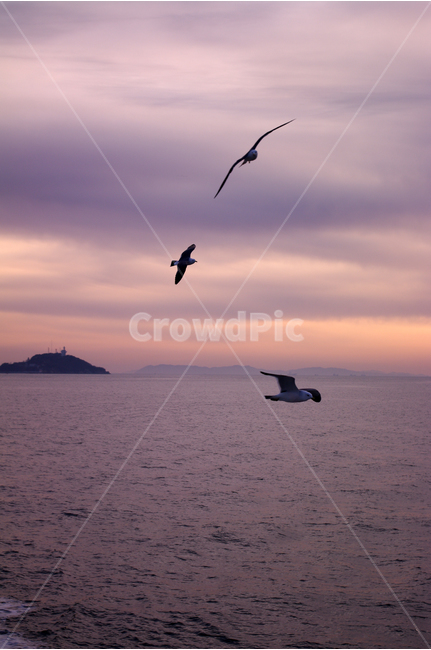 노을,석양,바다,하늘,섬,서해,한국,구름,풍경,풍광,자연,nature,landscape,갈매기,새,자연,풍경,nature,landscape,동물,animal,조류,새,birds,bird,flying,나는