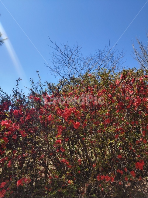 plant,식물,tree,나무,leaf,잎,꽃