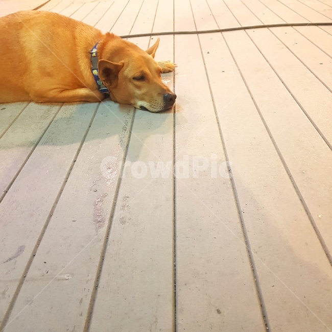 개,누워있는,갈색,누렁이,강아지,목줄,귀여운,동물,animal,포유류,mammal,개,강아지,dog,doggy