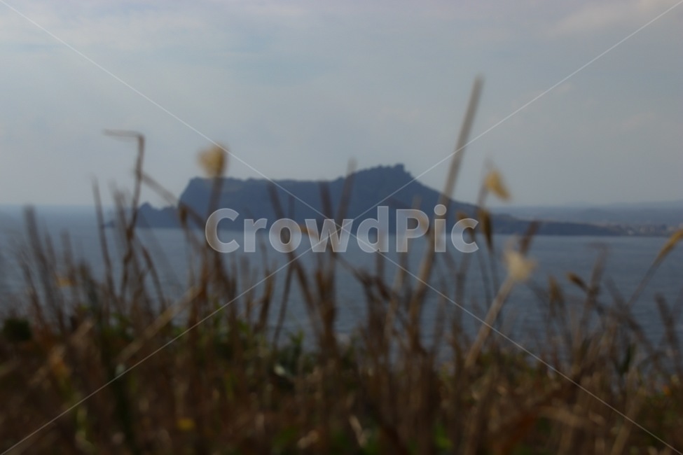 plant,식물,섬,갈대,바다,자연,풍경,nature,landscape