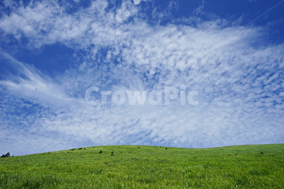 하늘,바탕화면,구름,자연,잔디,목초지,field,식물,grass,nature,들,언덕