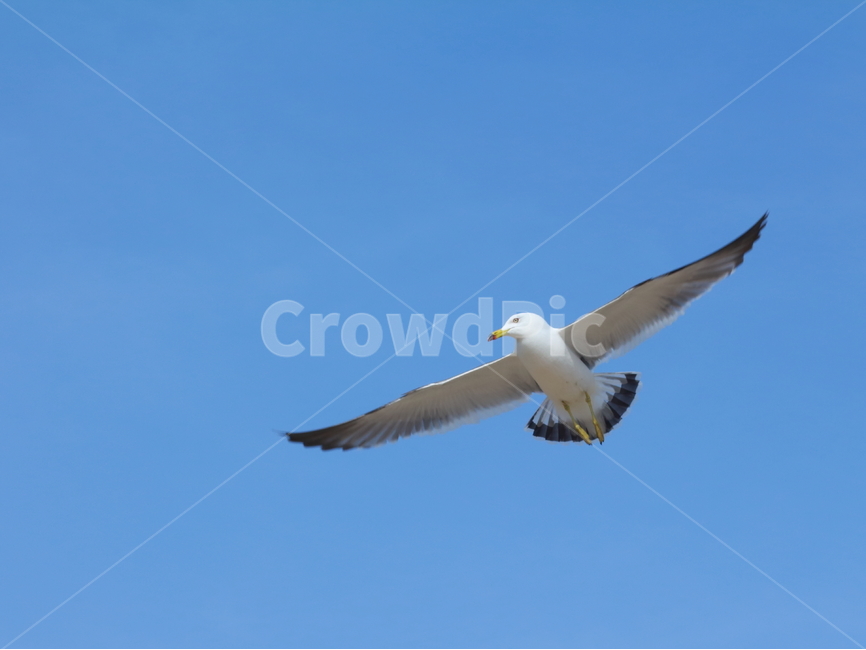갈매기,해안,새,동물,seagull,동물,animal,조류,새,birds