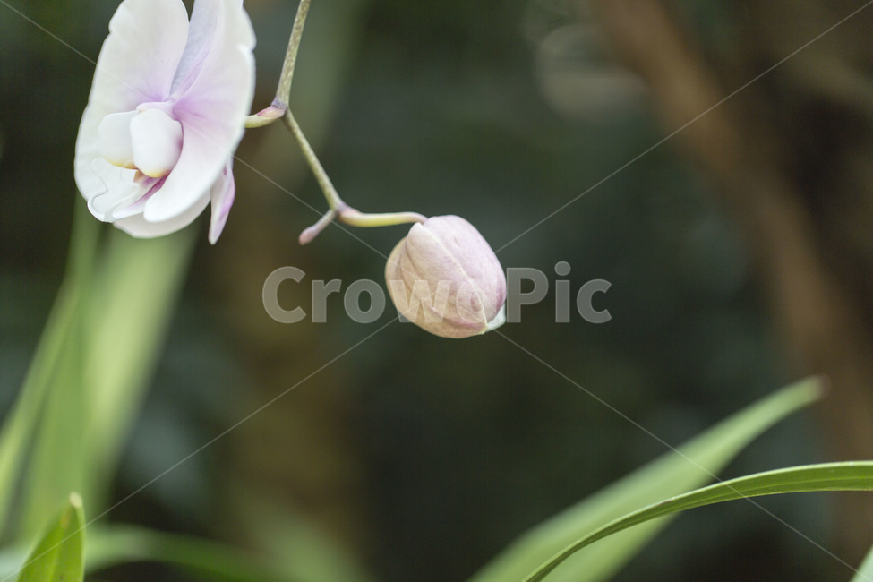 난,꽃,생명,봄,의지,봄,계절,spring,season,식물,자연,plants,nature,꽃,flower,plant,blossom