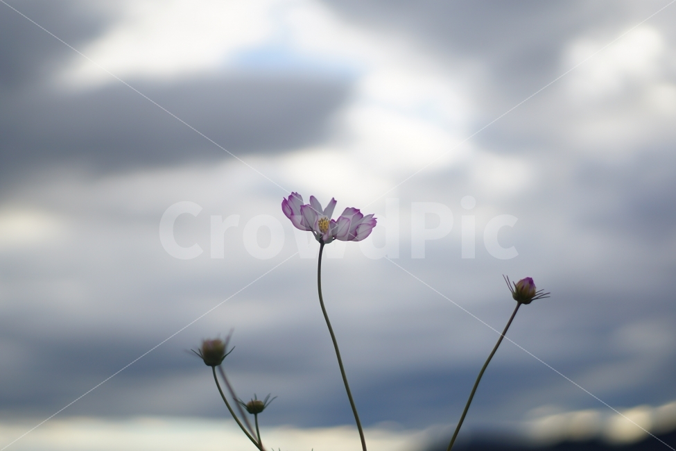 대구,하중도,코스모스,SONY,A6000,가을,계절,fall,autumn,season,식물,자연,plants,nature,꽃,flower,geranium,제라늄,blossom,plant