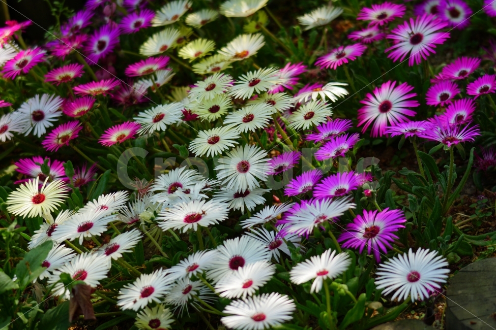 리빙스턴데이지,꽃,플라워,식물,자연,봄,5월,flower,nature,spring,꽃사진,감성,감성사진,힐링,힐링사진,느낌,분위기,화사한,화사하다,밝은,밝다,싱그러운,싱그럽다,싱싱하다,싱싱한,순수,순수하다,순수한,깨끗한,깨끗하다,깨끗,feel,feeling,식물,자연,plants,nature,꽃,flower