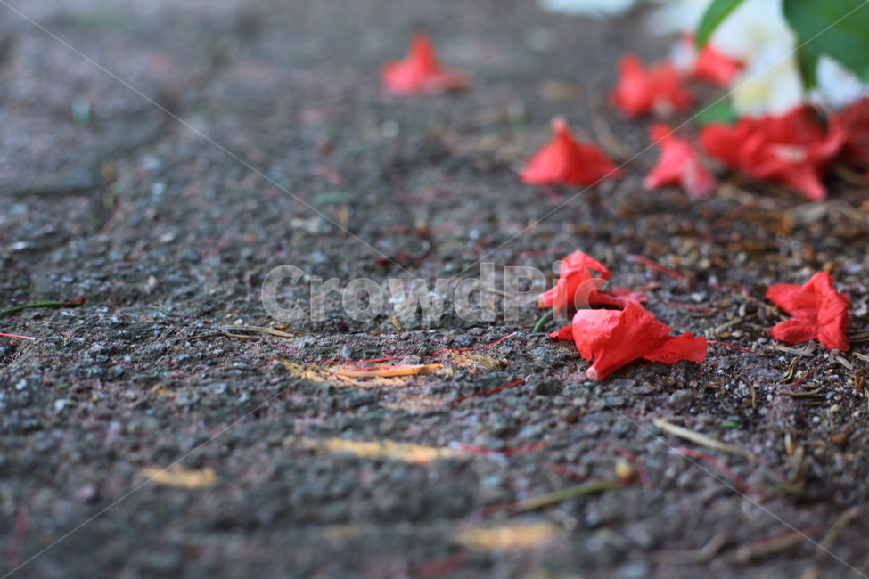 꽃,꽃잎,식물,red,white,꽃,flower