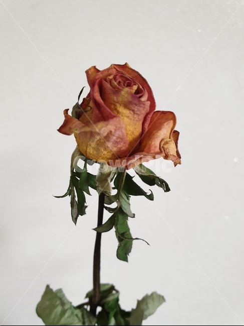 꽃,장미,folwer,rose,예쁜,pretty