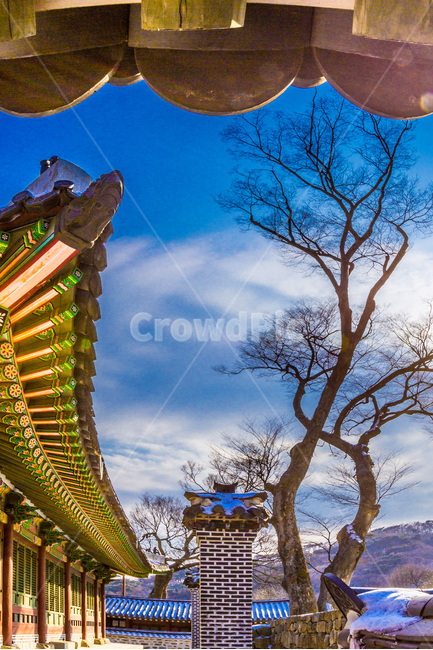 처마,단청,선,한국의미,패턴,고목,문화유산,겨울,계절,winter,season,한국전통,한국문화,korean traditional,korean culture,식물,자연,plants,nature,나무,trees,wood,건축물,건물외관,exterior,building,structure,architecture,construction