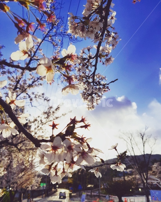 벚꽃,봄,하늘,역광,구름,식물,자연,plants,nature,꽃,flower