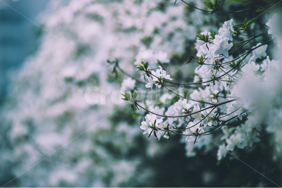 꽃,철쭉,봄,희망,꽃밭,추억,식물,봄,계절,spring,season,식물,자연,plants,nature,꽃,flower,감성,sensible,feeling,plant
