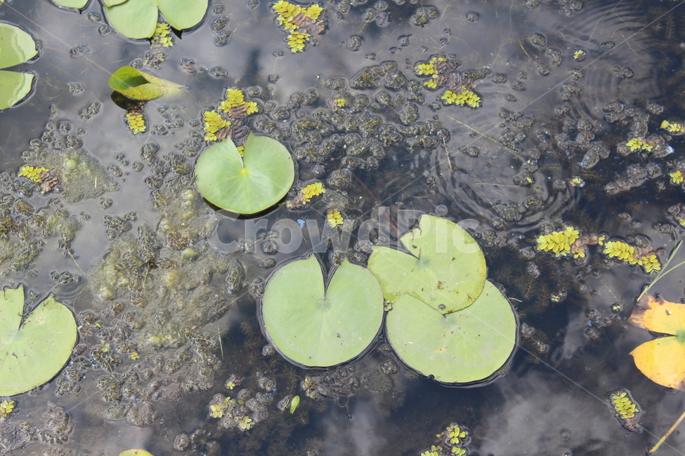 plant,식물,수련,물,water,식물,자연,plants,nature,꽃,flower