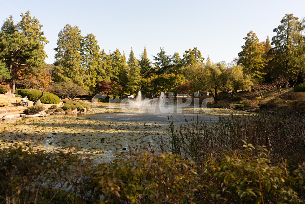 포항지곡영일대,자연,호수,나무,산책,자연,풍경,nature,landscape