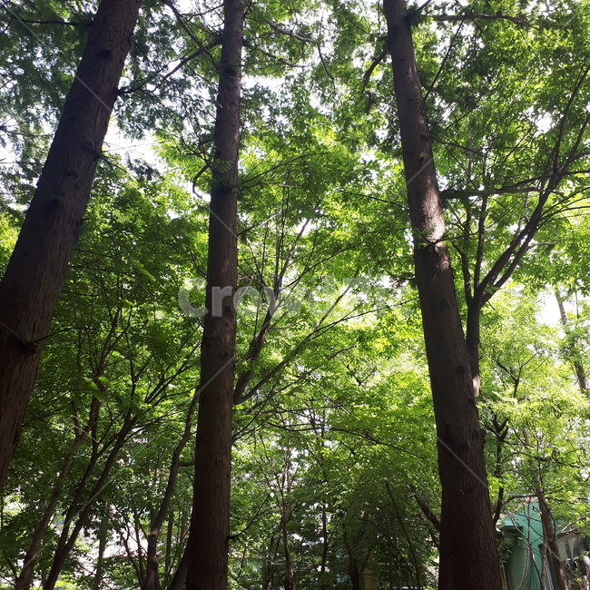 나무,잎,초록,여름,시원,tree,집앞,자연,녹색,plant
