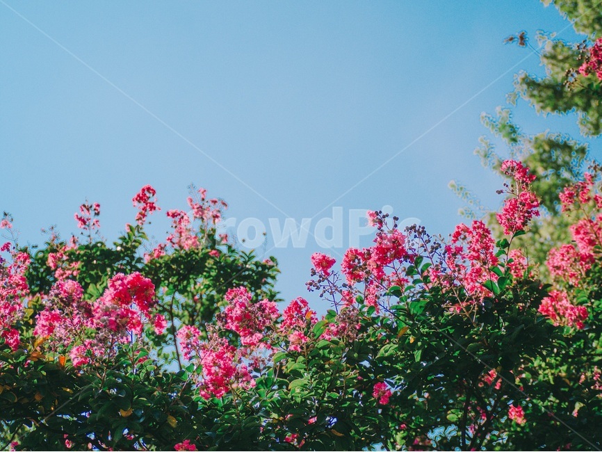 배롱나무,여름,분홍,꽃,야외,여름,계절,summer,season,식물,자연,plants,nature,꽃,flower