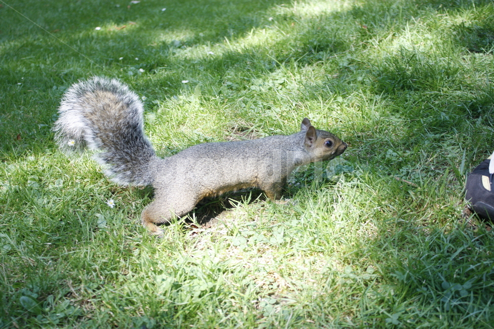다람쥐,스탠리파크,초록잔디,거대다림쥐,힐링,동물,animal,포유류,mammal