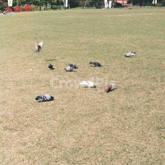 비둘기,잔디,공원,새,동물,햇살,햇볕,필름사진,필름,동물,animal,조류,새,birds