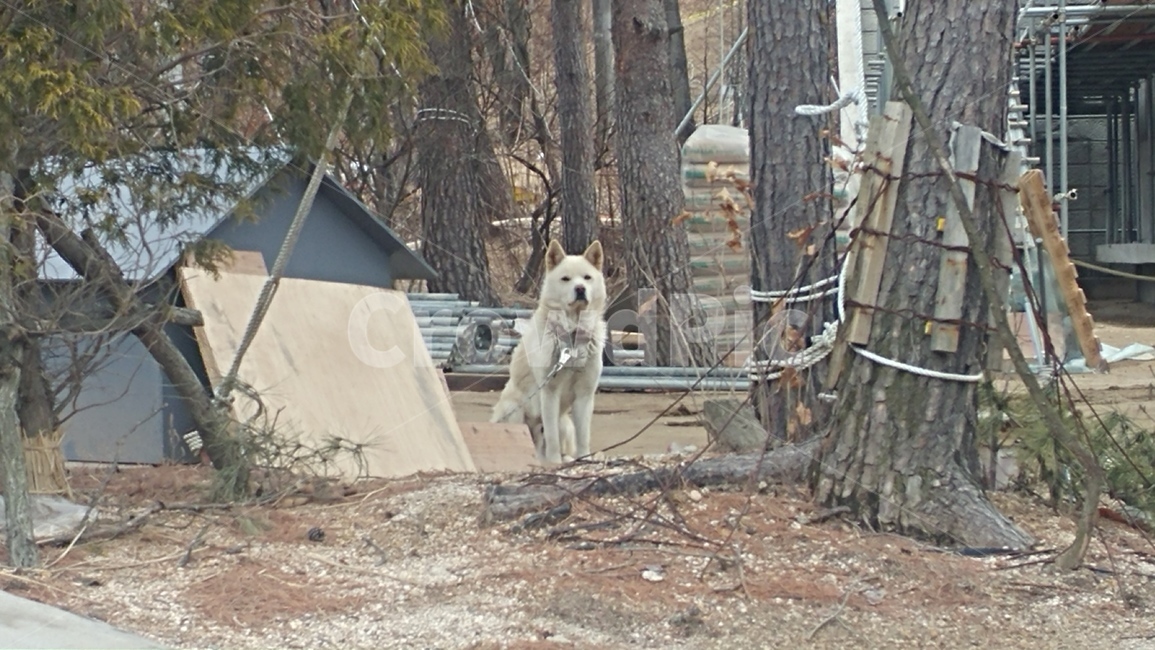 개,토종개,풍산개,북한개,dog,동물,animal,포유류,mammal,개,강아지,dog,doggy