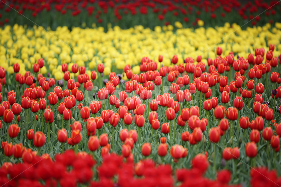 튤립,튤립축제,태안튤립축제,tulip,백합목,백합과,봄꽃,봄,계절,spring,season,식물,자연,plants,nature,꽃,flower,plant,blossom